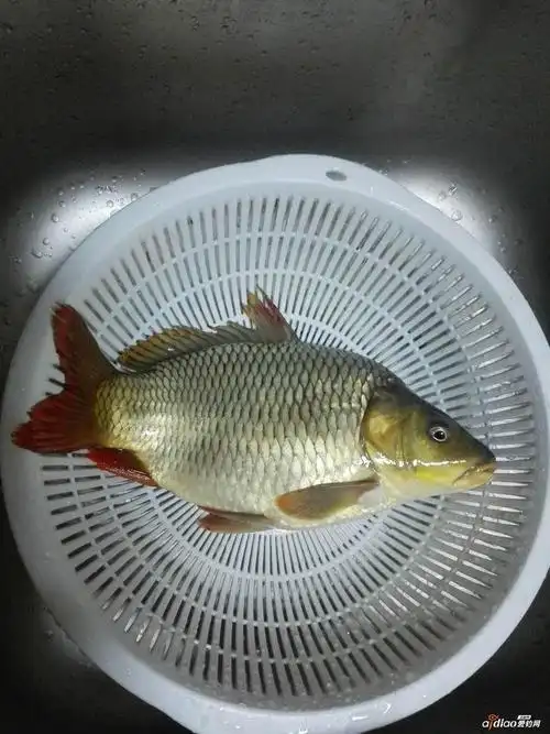 荷包鲤此鲤鱼和平常的鲤鱼有何不同大师们说唠说唠