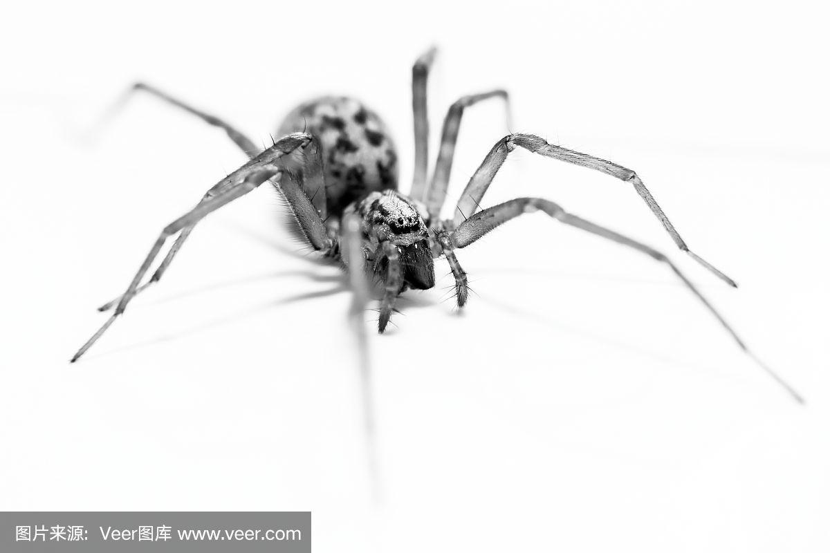 黑白微距蜘蛛照片蜘蛛在一个白色的背景