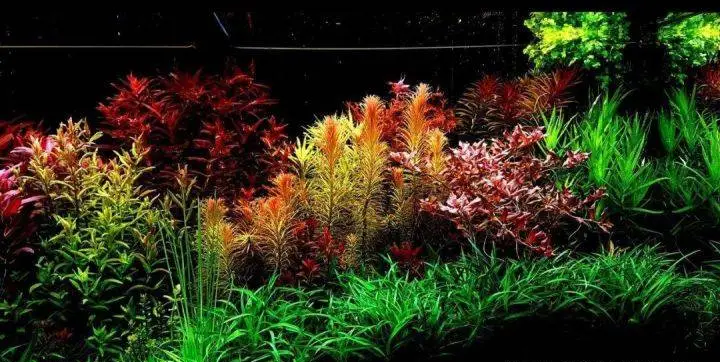 湖南绿蚁人12米荷兰景草缸案例赏析