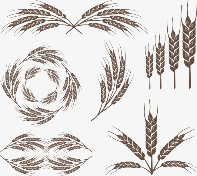 矢量手绘6款麦穗【高清装饰元素png素材】-90设计