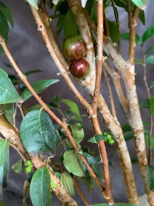 嘉宝果树开始开花结果的季节