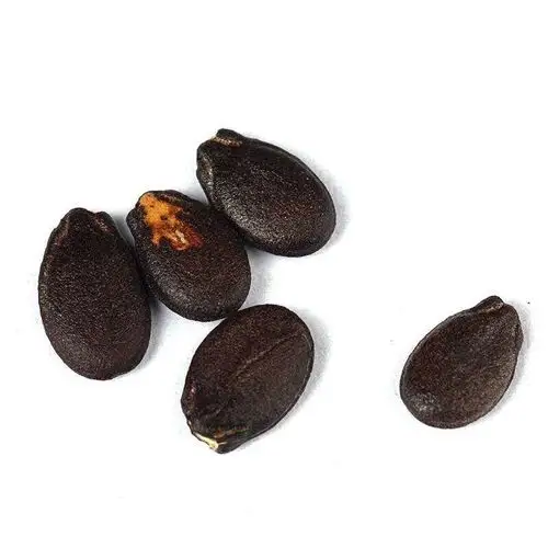 多种果蔬种子——-穆康泽 - 美篇