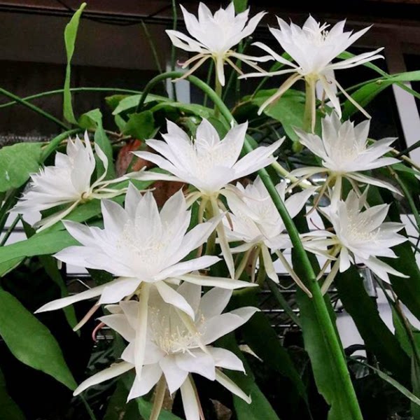 小叶昙花盆栽卷叶昙花盆栽进口红叶昙花印尼进口鱼骨令箭花苗盆栽