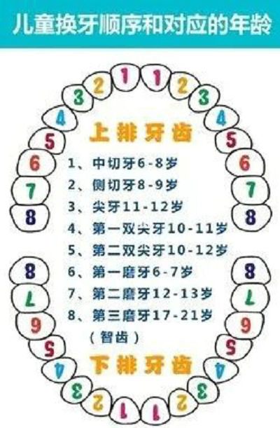 换牙有一定的规律,家长可以通过儿童换牙顺序图了解儿童换牙的年龄