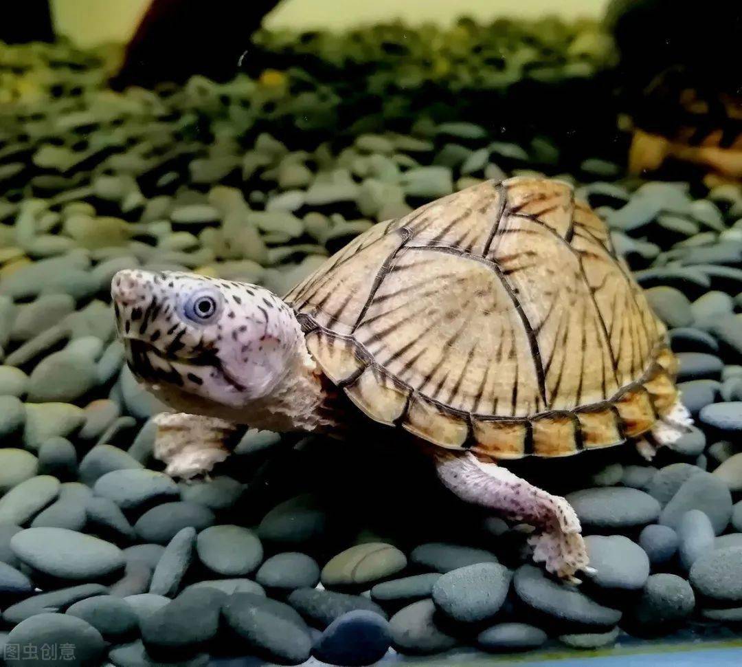 剃刀龟的选购无外乎就是线上和线下两个渠道,龟友