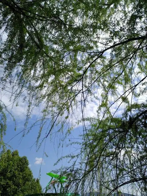 蓝天白云柳树