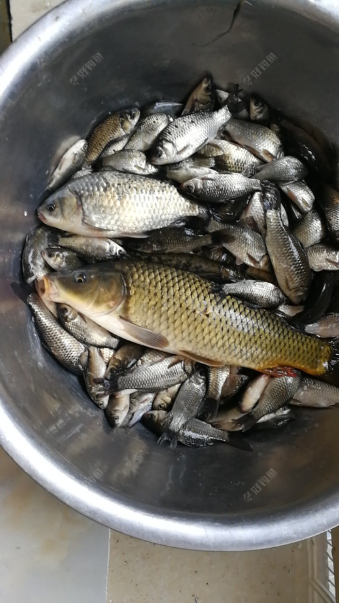 渔人节快乐,渔获满满! - 好钓鱼