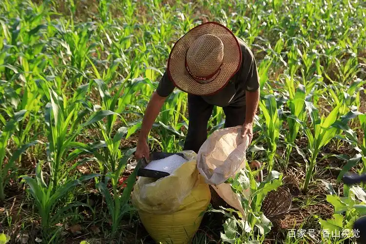 河南七旬老人5点下地干活,冒高温给玉米施肥,饭都顾不上吃