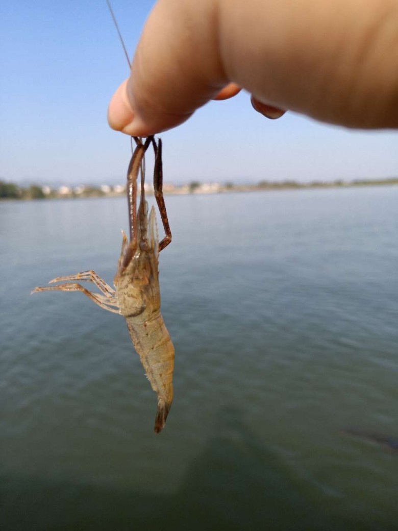 野生土虾60一斤