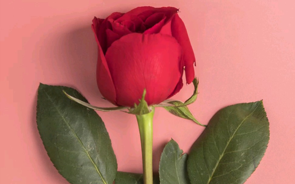 这么好看的玫瑰花,你不收藏一手!代码写的玫瑰花!属于程序员的浪漫