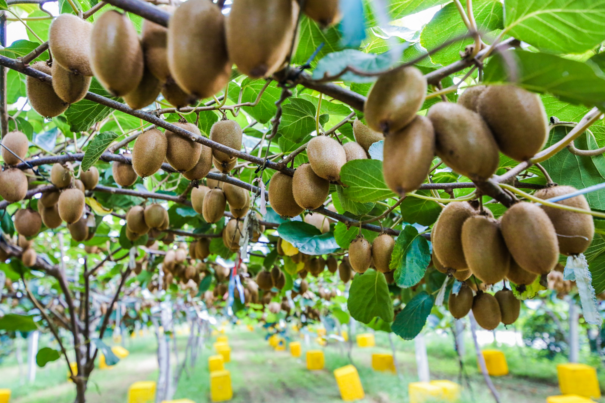 武功猕猴桃在阿里创造10亿级农产品牌