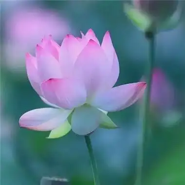 适合永久做头像的图片花草_微信头像_头像屋