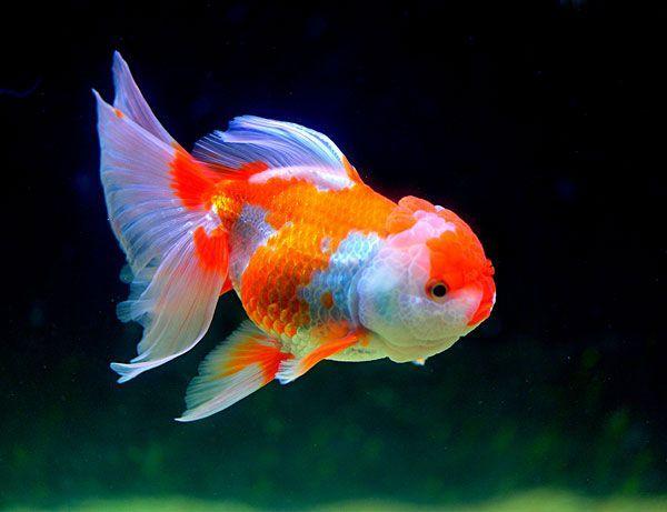 易经命理风水解析鹤顶红金鱼的人工繁殖与苗种培育