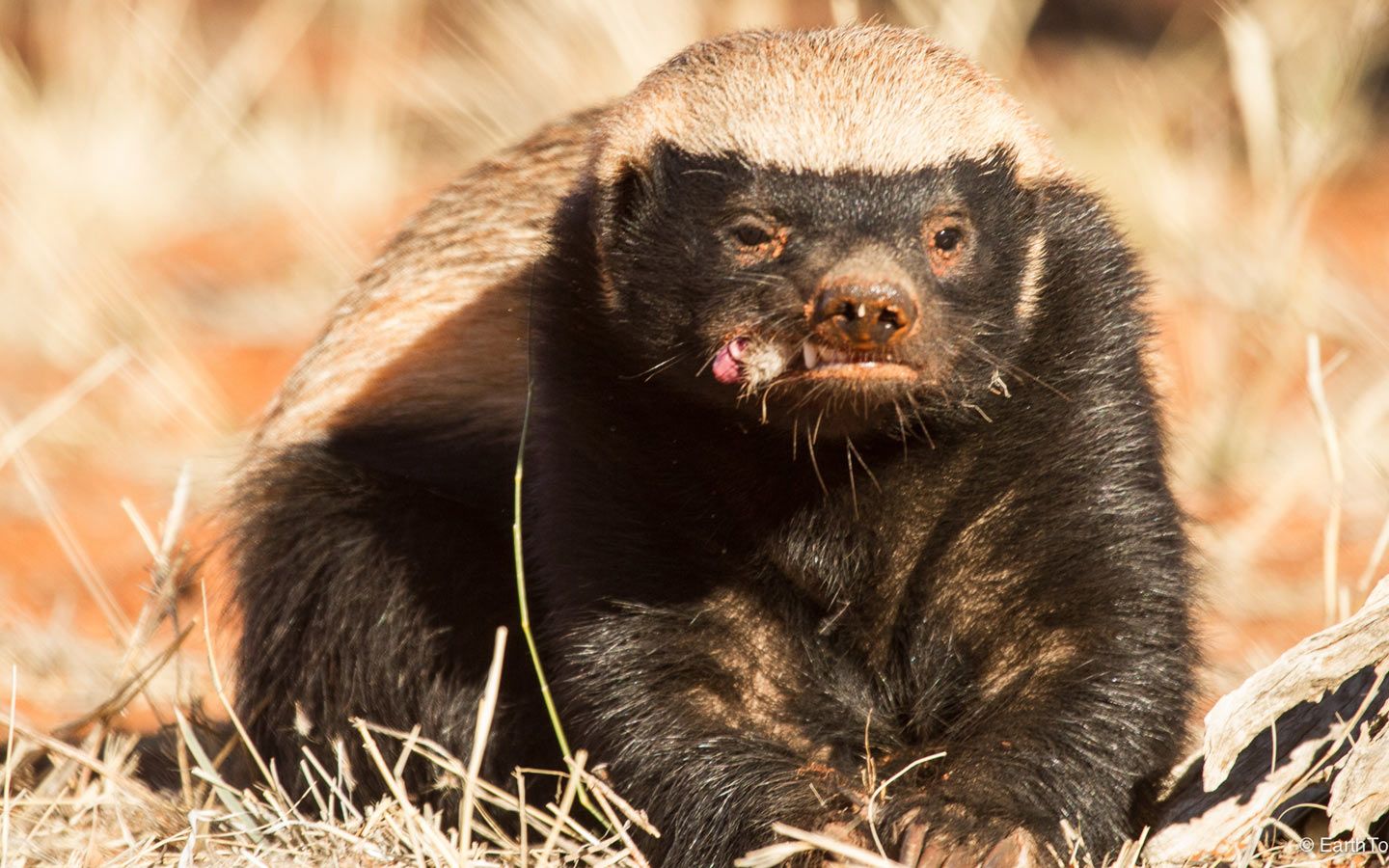 翻译蜜獾霸气掠食者带你了解非洲大地无敌的存在秒天秒地的平头哥1