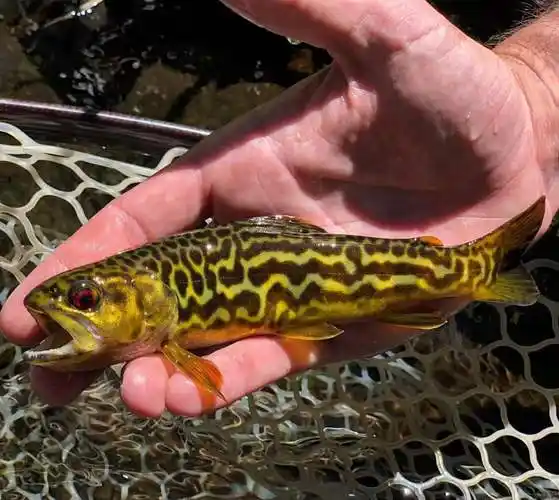 一,冷水鱼什么品种最好养,冷水鱼有哪些推荐