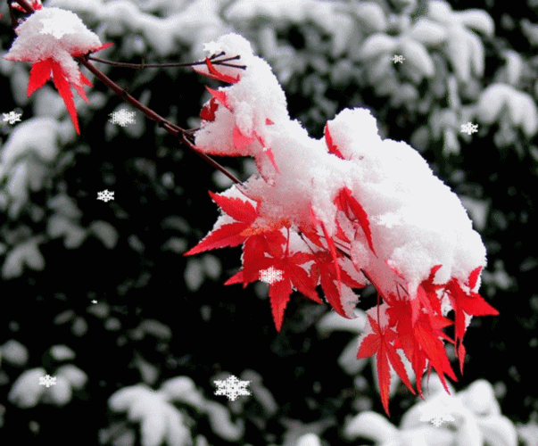 650_539gif 动态图 动图