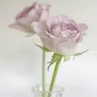 头像小花朵卡通_微信头像图片大全