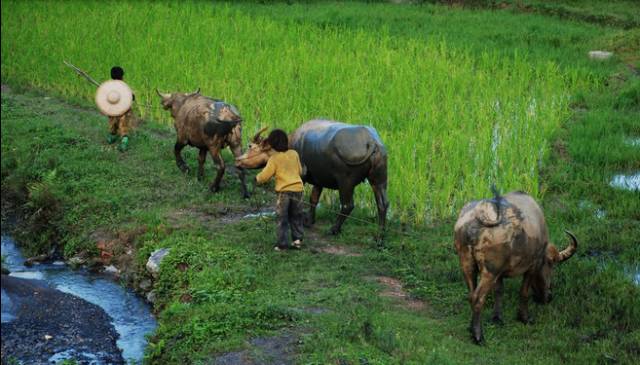 于都农村娃小时候的放牛经历那是童年最美好最难忘的记忆