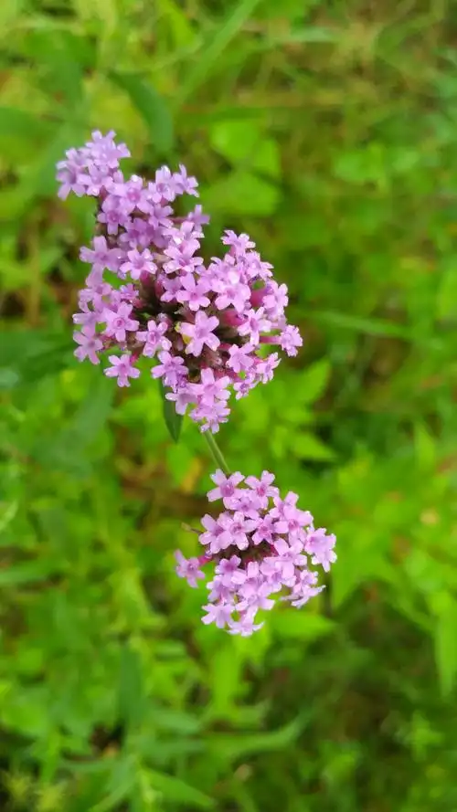 一朝芳草碧连天