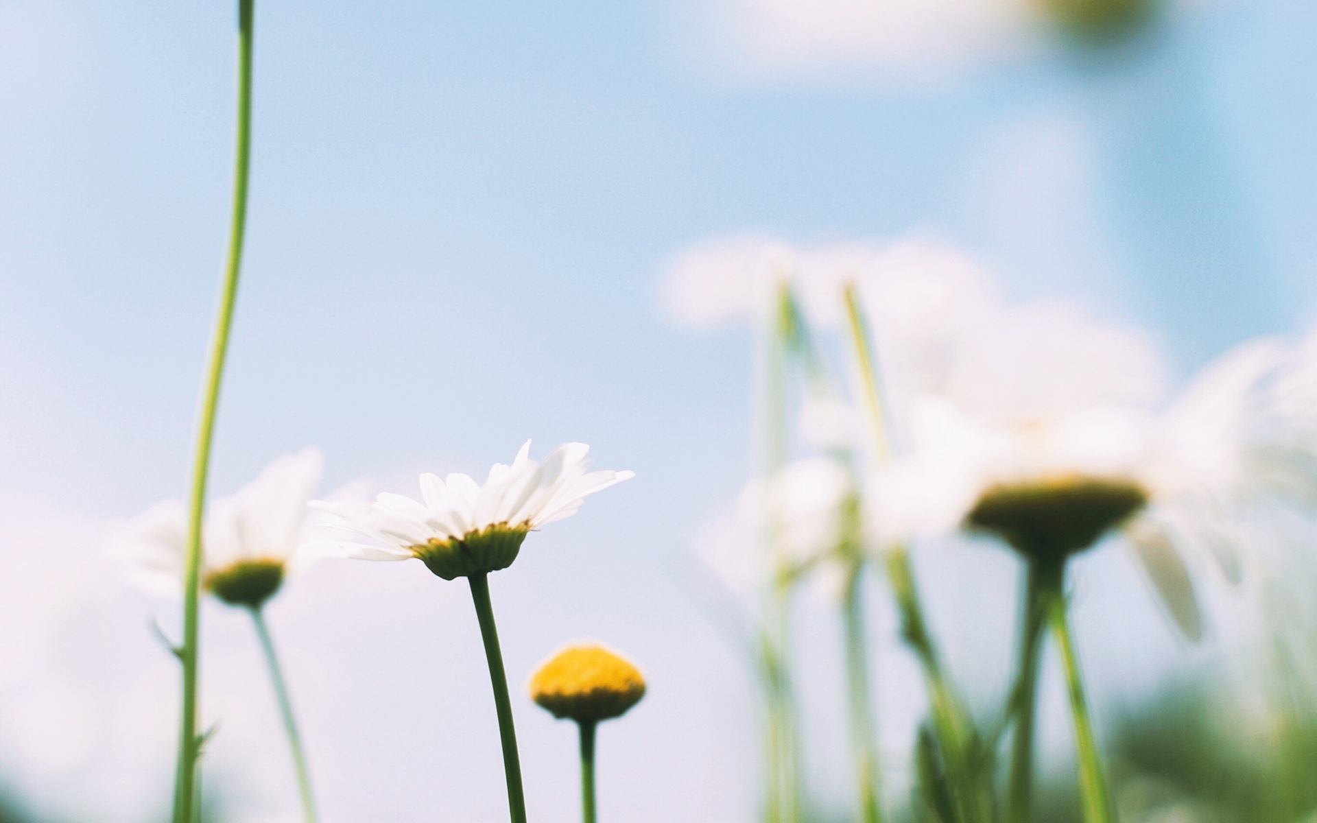 小清新唯美花卉植物图片壁纸
