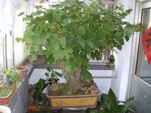 你见过这么粗的野葡萄数吗? - 晨曦 - 晨曦的博客