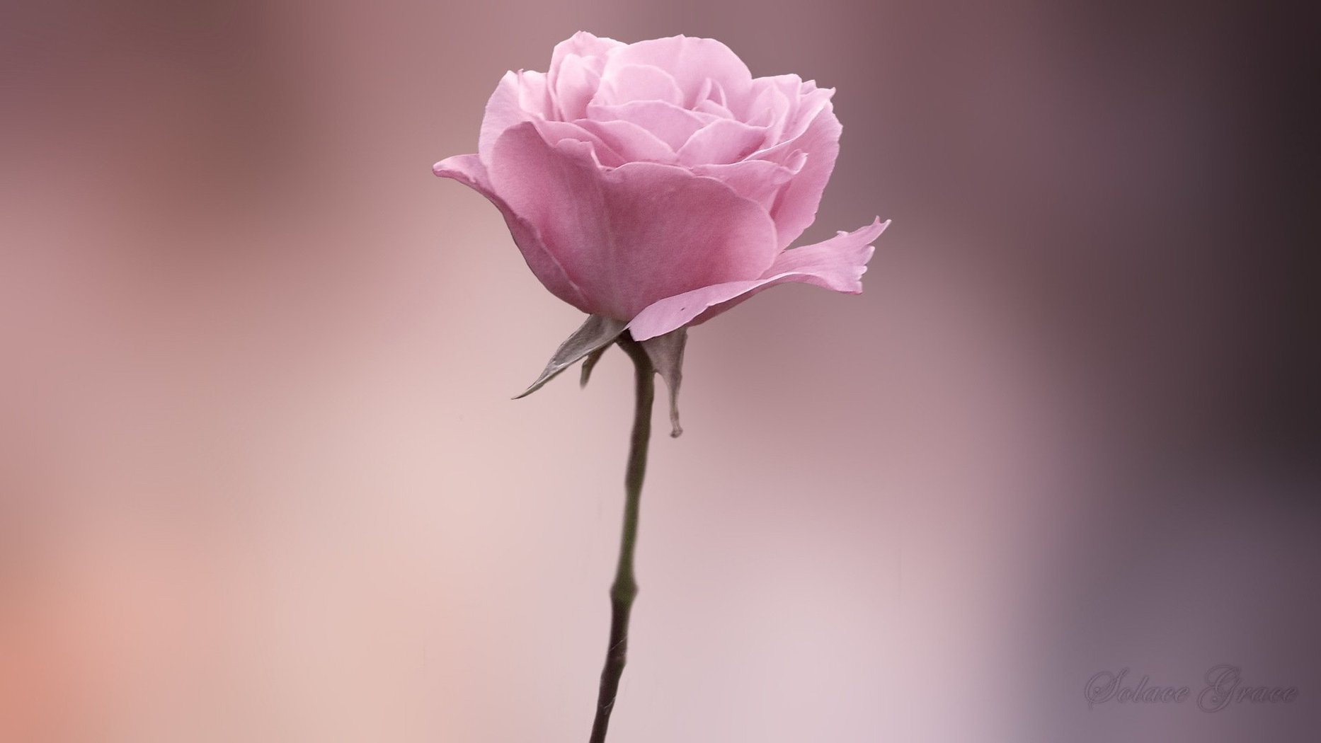 小清新唯美意境高清桌面壁纸第八辑