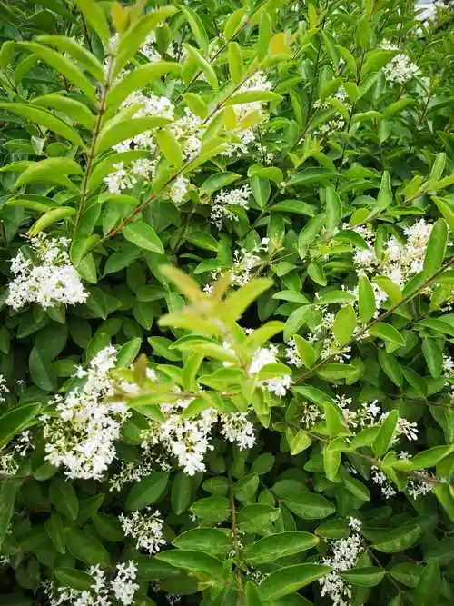 大叶女贞又名高杆女贞,冬青,桢树,长叶女贞,蜡树,水蜡,木犀科,女贞属