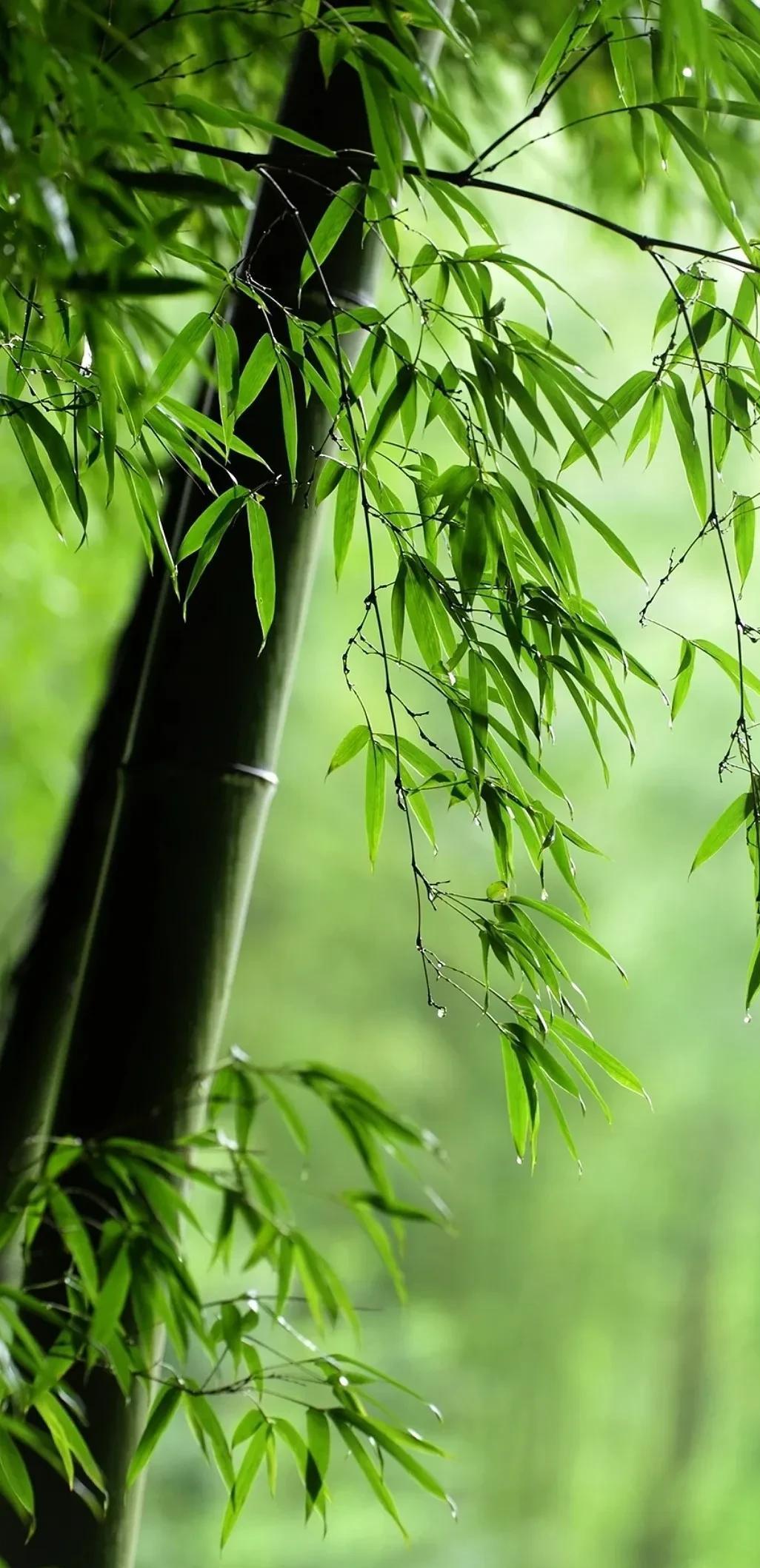 画面_摄影_意境