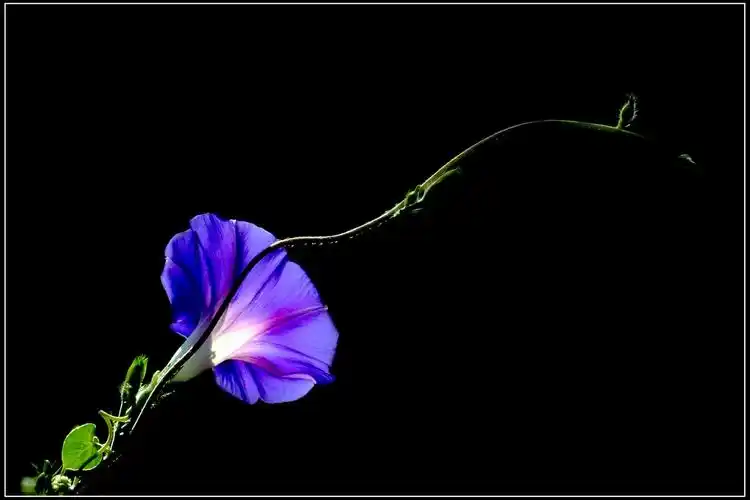 牵牛花;花中骄子