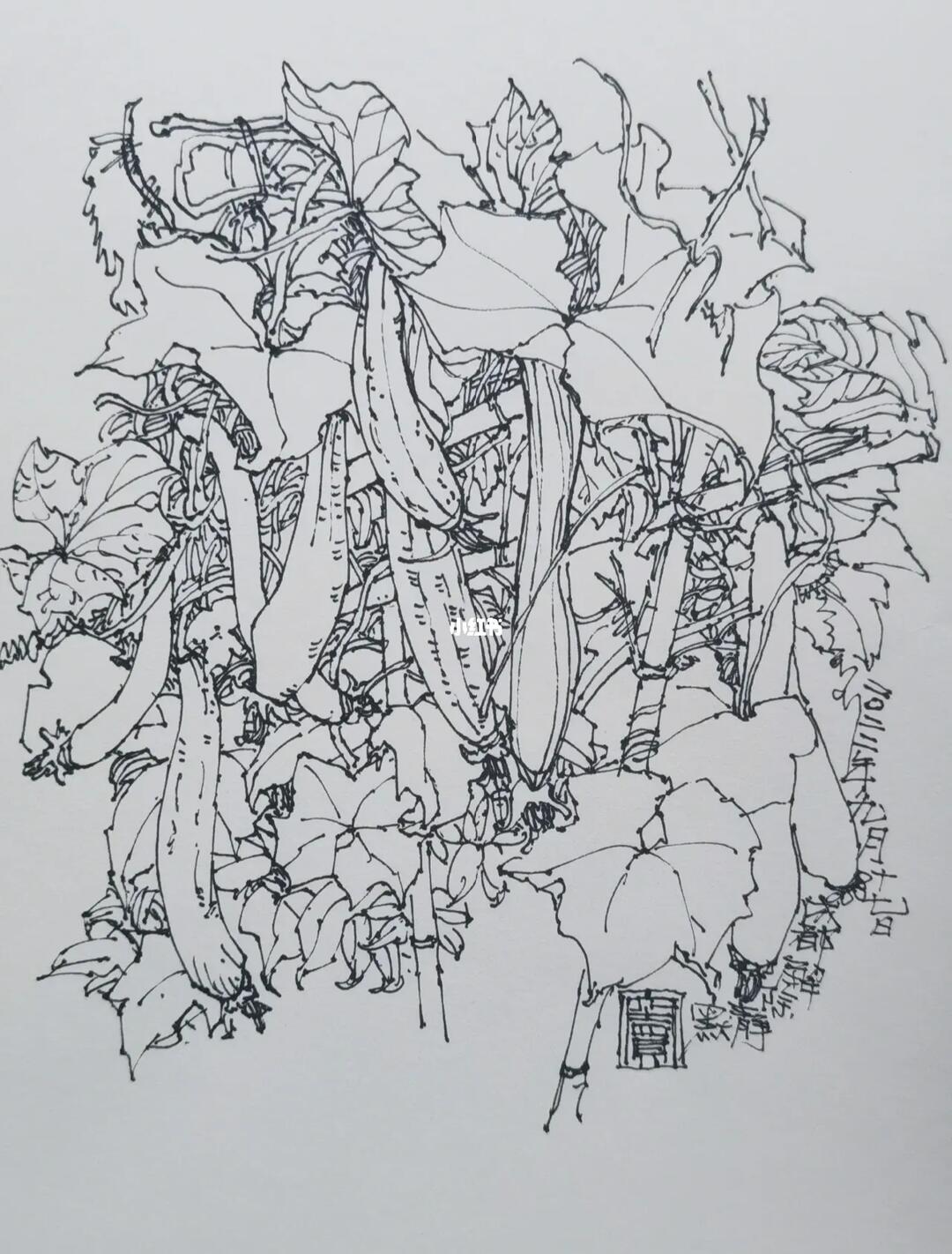 钢笔画—丝瓜消夏图