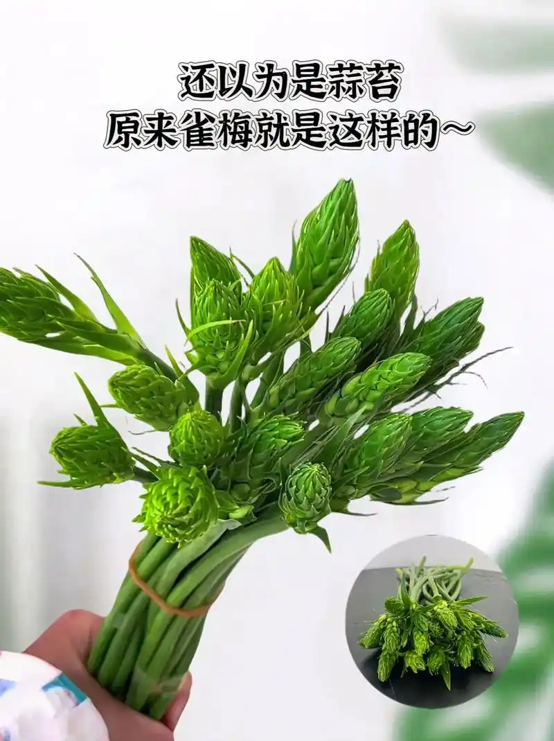 雀梅,又叫圣心百合,它外柔内刚,具有生顽强的生命命力,它的花 - 抖音