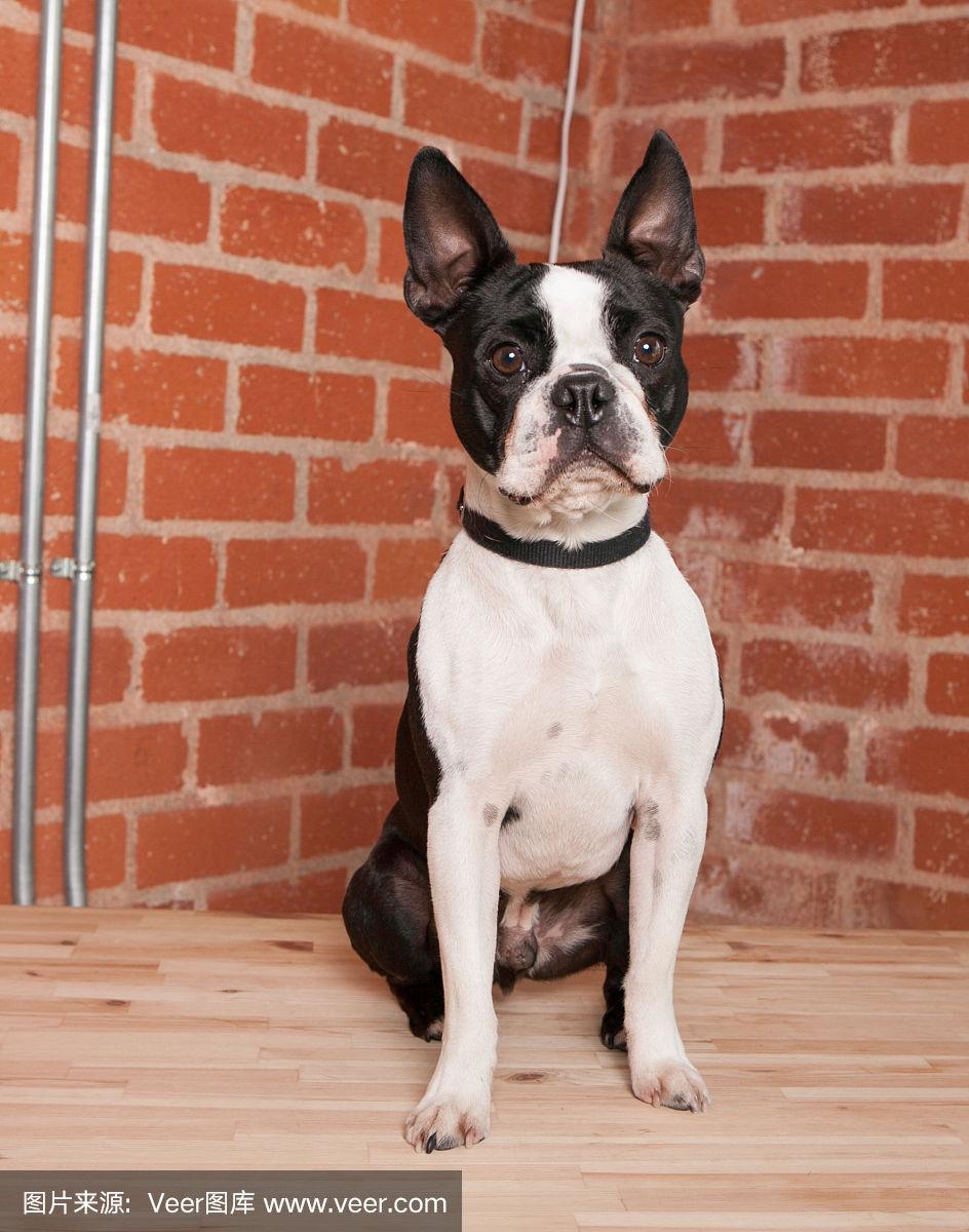 成年雄性法国斗牛犬,在自然柔和的光线下,靠着砖墙坐着