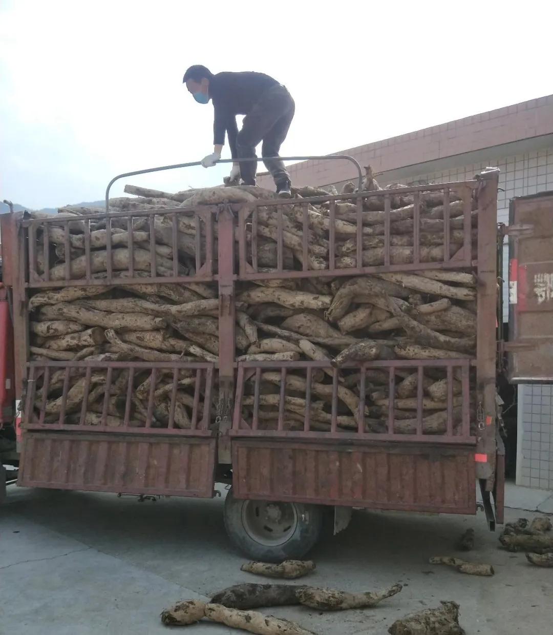 原创人勤春暖—湖北中坪葛业收购野生葛根忙!