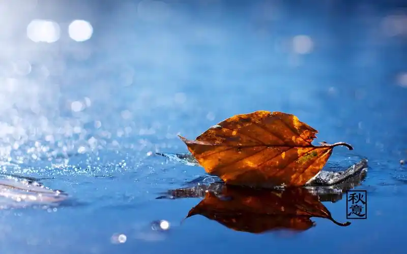 秋天火红色枫叶壁纸_秋天最美风景枫叶