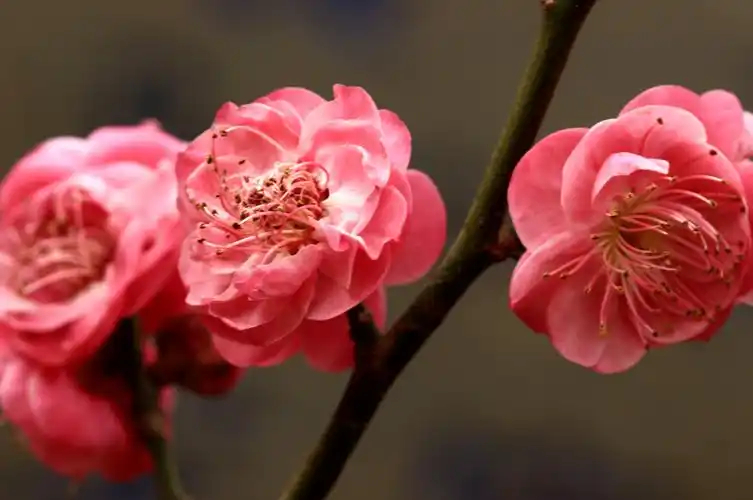 有到梅花盛开时(三)