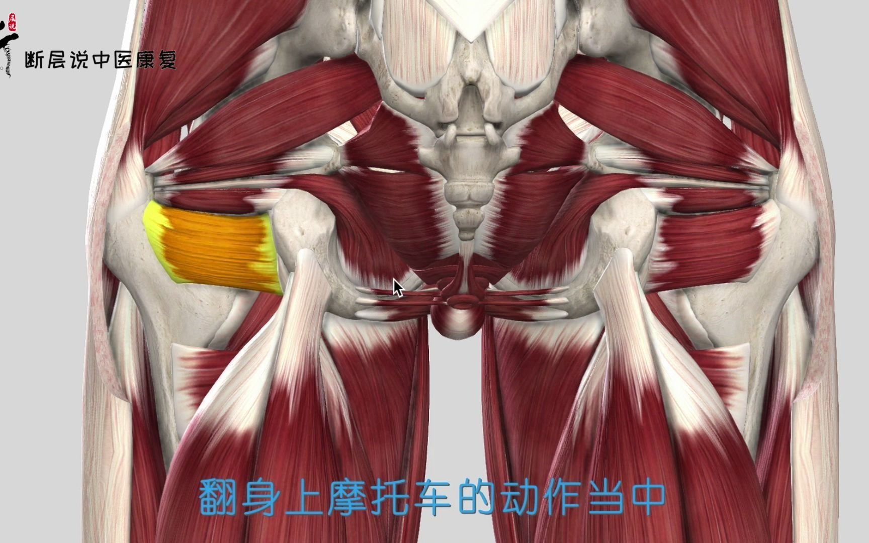 【每日一肌】股方肌——翻身上马屁股痛,这块肌肉虽然长得方正,却是个