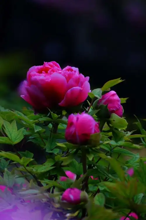 洛阳牡丹,富贵花开.