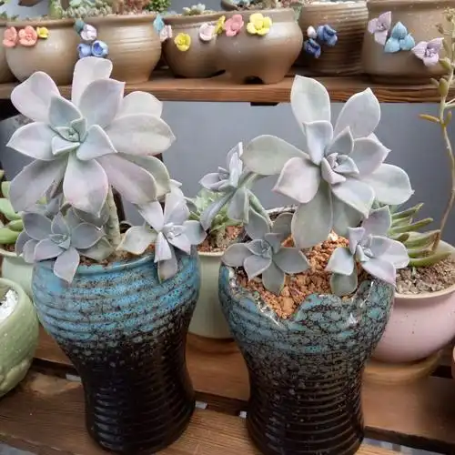 其它 魔法精灵多肉植物是种顽强的小生命,只需要一点点水,阳光和土壤