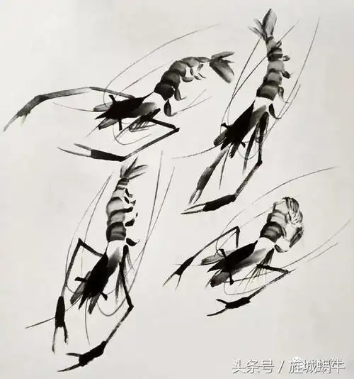 国画基础之画虾的步骤,以及虾的各种形态画法