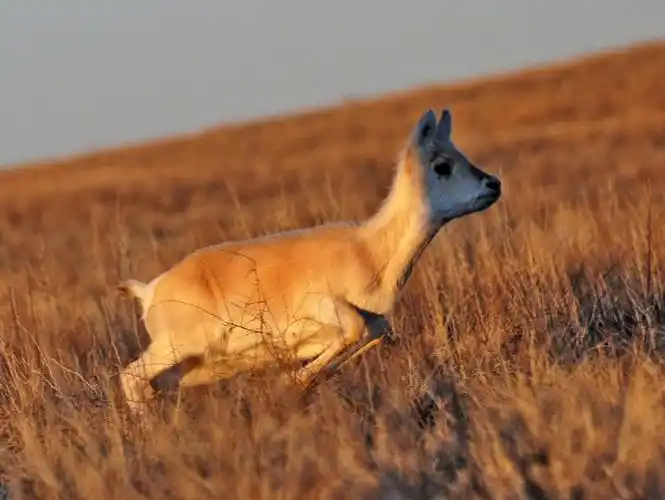 国家二级保护动物《黄羊》