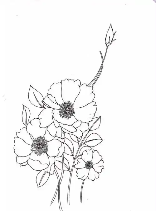 跟着徐老师学画白描花卉吧!