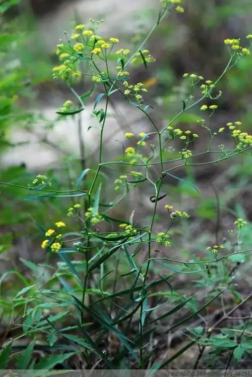 柴胡伞形科柴胡属bupleurumchinense