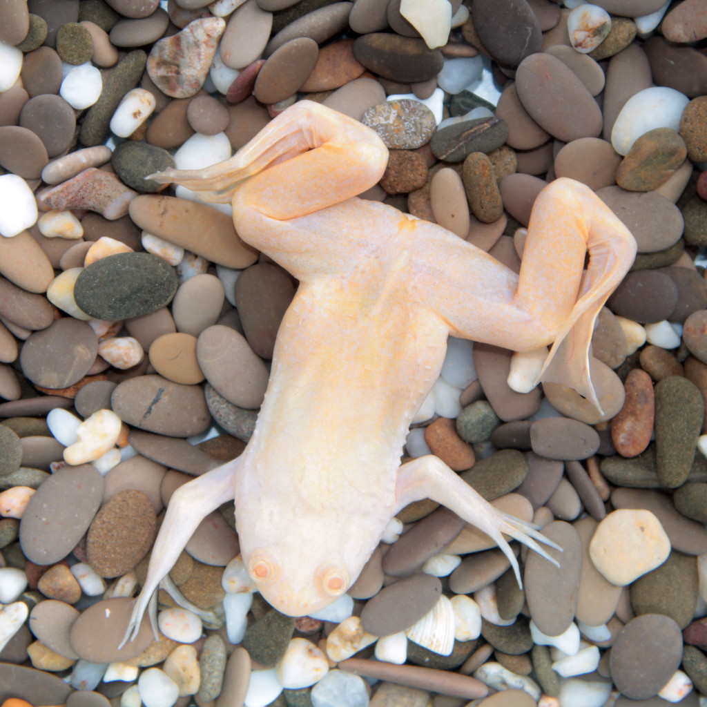 非洲爪蟾 (非洲爪的蟾)