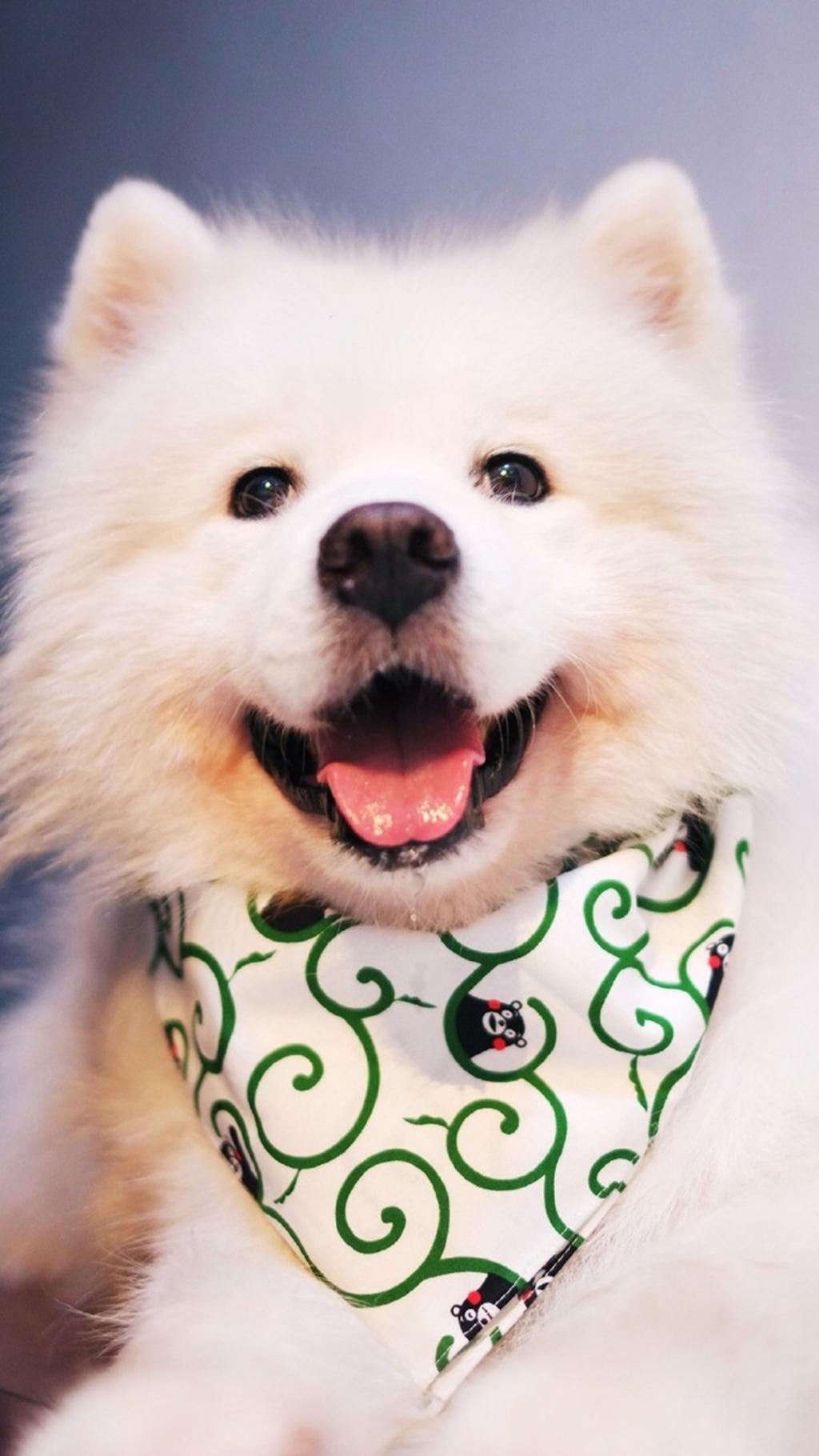 可爱萌宠萨摩耶