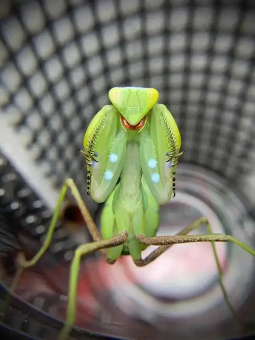 红红的小嘴唇93#螳螂  #昆虫