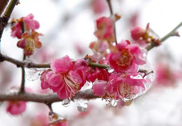 冰雪梅花春意闹