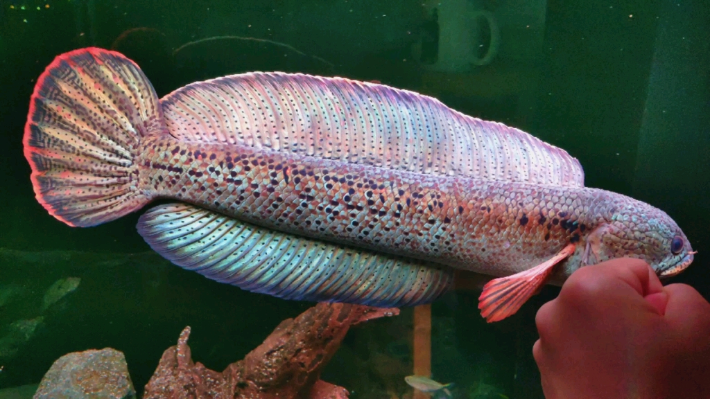 活动  巴卡雷龙鱼的霸气与艳丽