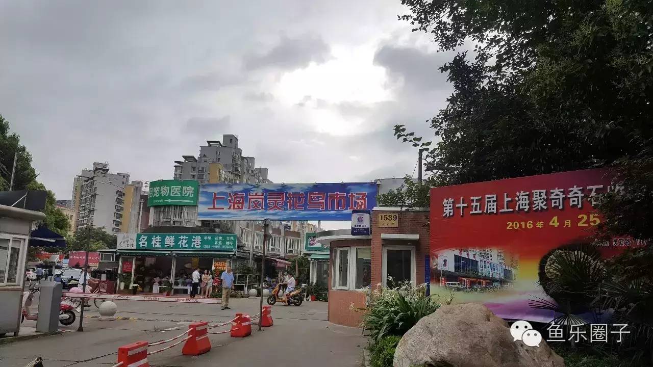 带你去逛上海最大的花鸟市场