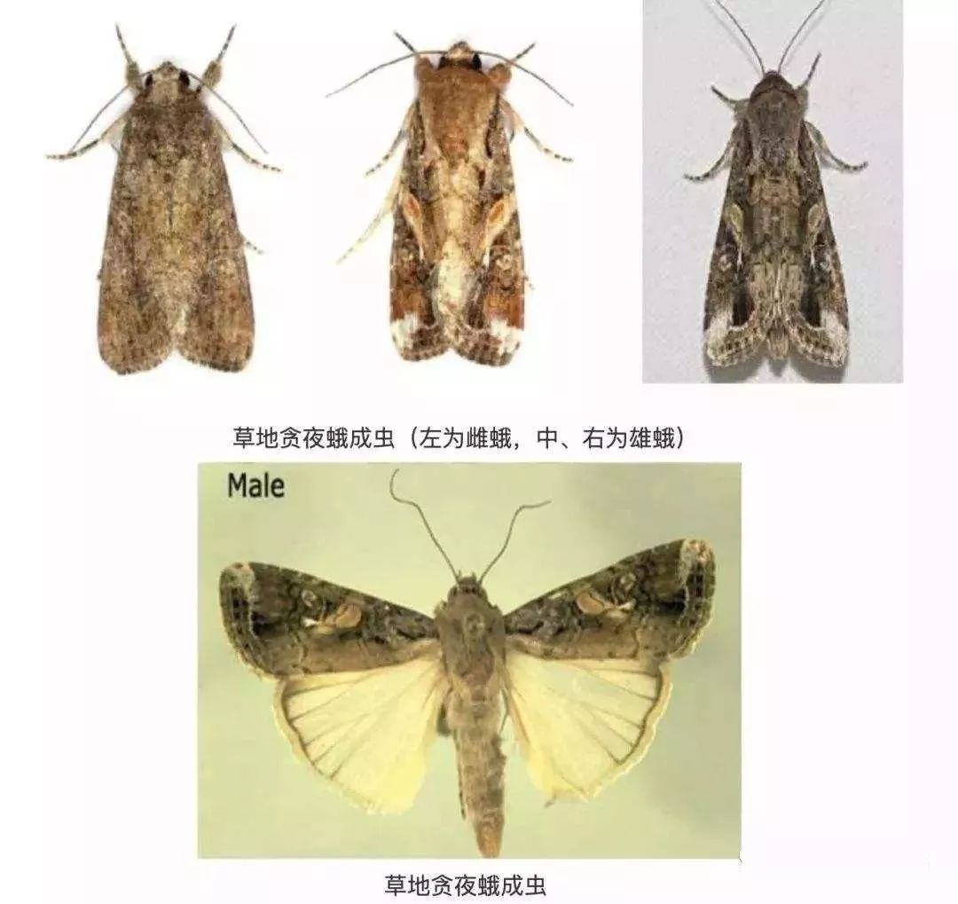 对抗妖蛾子中国农业科学院深圳农业基因组研究所研究员,农业昆虫基因
