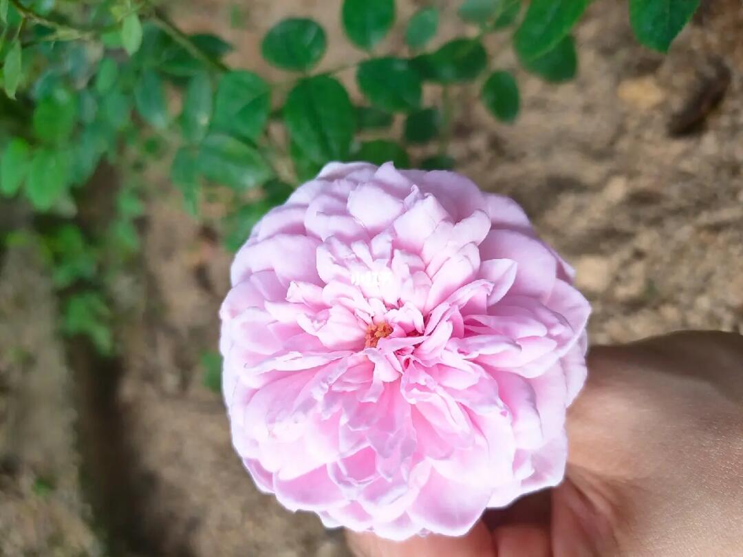 因为疫情一个多月没管了,死了一些,不过还是在努力开花中 #月季